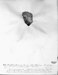 Daedalea quercina image